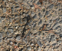 Austroargiolestes calcaris