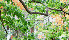 Glaucidium cuculoides