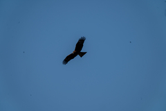 Milvus migrans lineatus