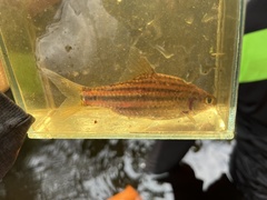 Desmopuntius johorensis