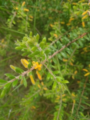 Persoonia hirsuta evoluta
