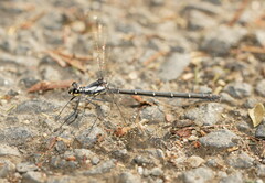 Austroargiolestes calcaris