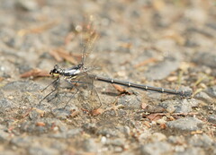 Austroargiolestes calcaris