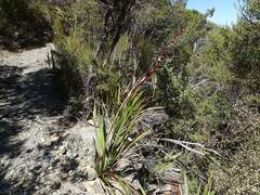 Phormium