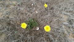 Agoseris apargioides