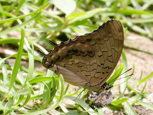 Charaxes cedreatis