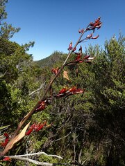 Phormium