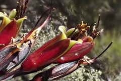 Phormium