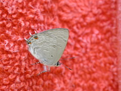 Anthene liodes