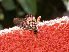 Acraea perenna