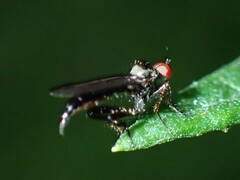 Hybotinae