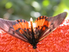 Acraea perenna