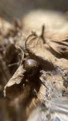 Megacopta punctatissima