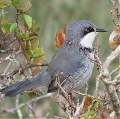 Apalis thoracica capensis