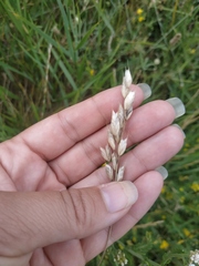 Bromus hordeaceus