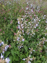Salvia tomentosa