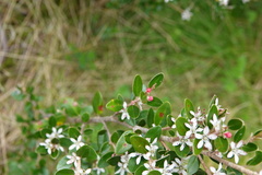 Nematolepis ovatifolia