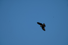 Milvus migrans lineatus