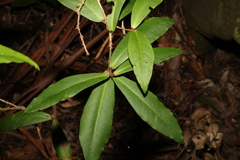 Myrsine subsessilis