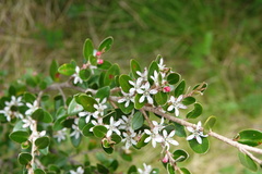Nematolepis ovatifolia