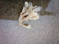 Flustra