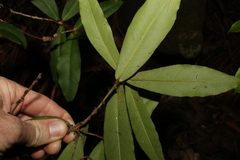Myrsine subsessilis
