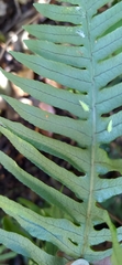 Polypodiodes amoena