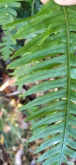 Polypodiodes amoena