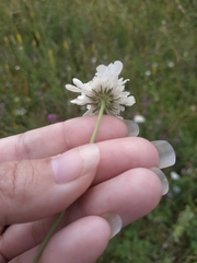 Scabiosa praemontana