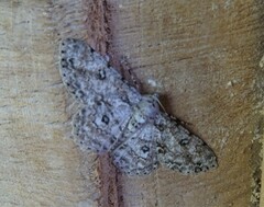 Cleora nigrisparsalis