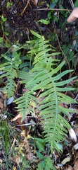 Polypodiodes amoena