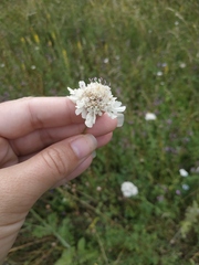 Scabiosa praemontana