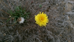 Agoseris apargioides