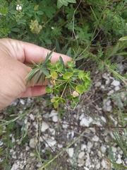 Euphorbia glareosa
