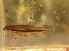 Rasbora einthovenii