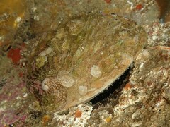 Haliotis australis