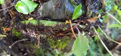 Polypodiodes amoena
