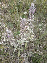 Stachys cretica
