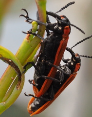 Rhinotia haemoptera