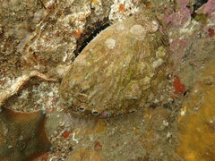 Haliotis australis