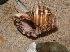 Monoplex parthenopeus