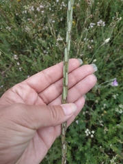Erysimum cuspidatum