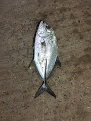Caranx