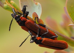 Rhinotia haemoptera