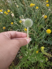 Echinops armatus