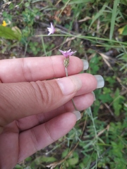 Xeranthemum cylindraceum