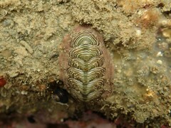 Onithochiton neglectus