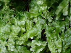 Hymenophyllaceae