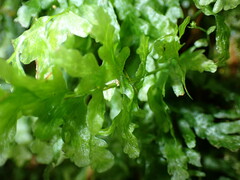Hymenophyllaceae