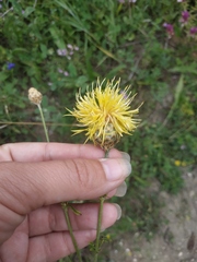 Centaurea orientalis